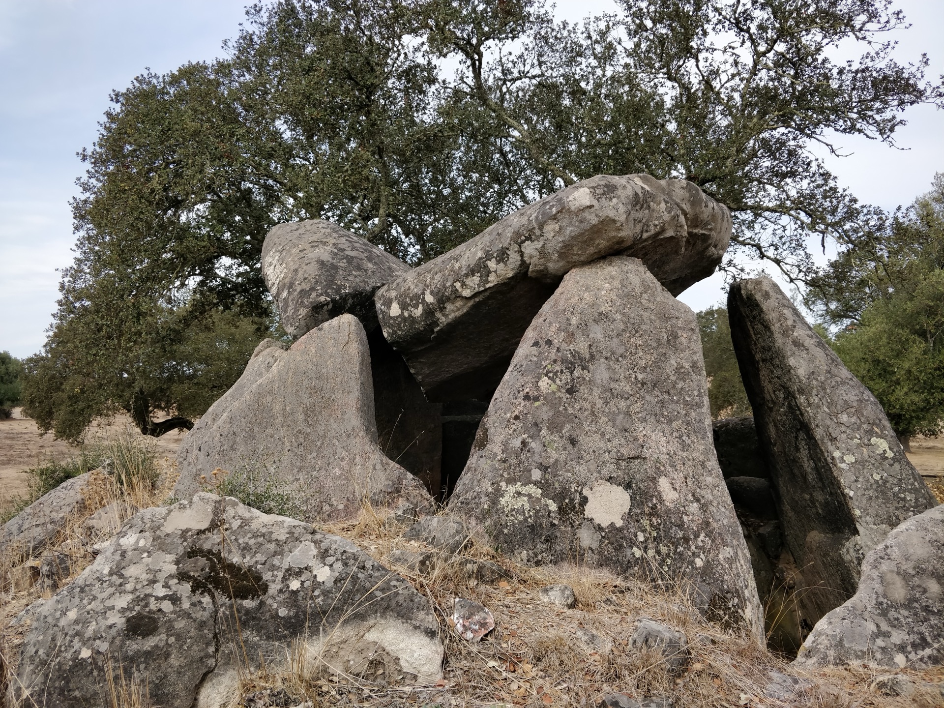 Granite dolmen with tall upright slabs and a massive capstone standing under a holm oak in dry Alentejo grassland.