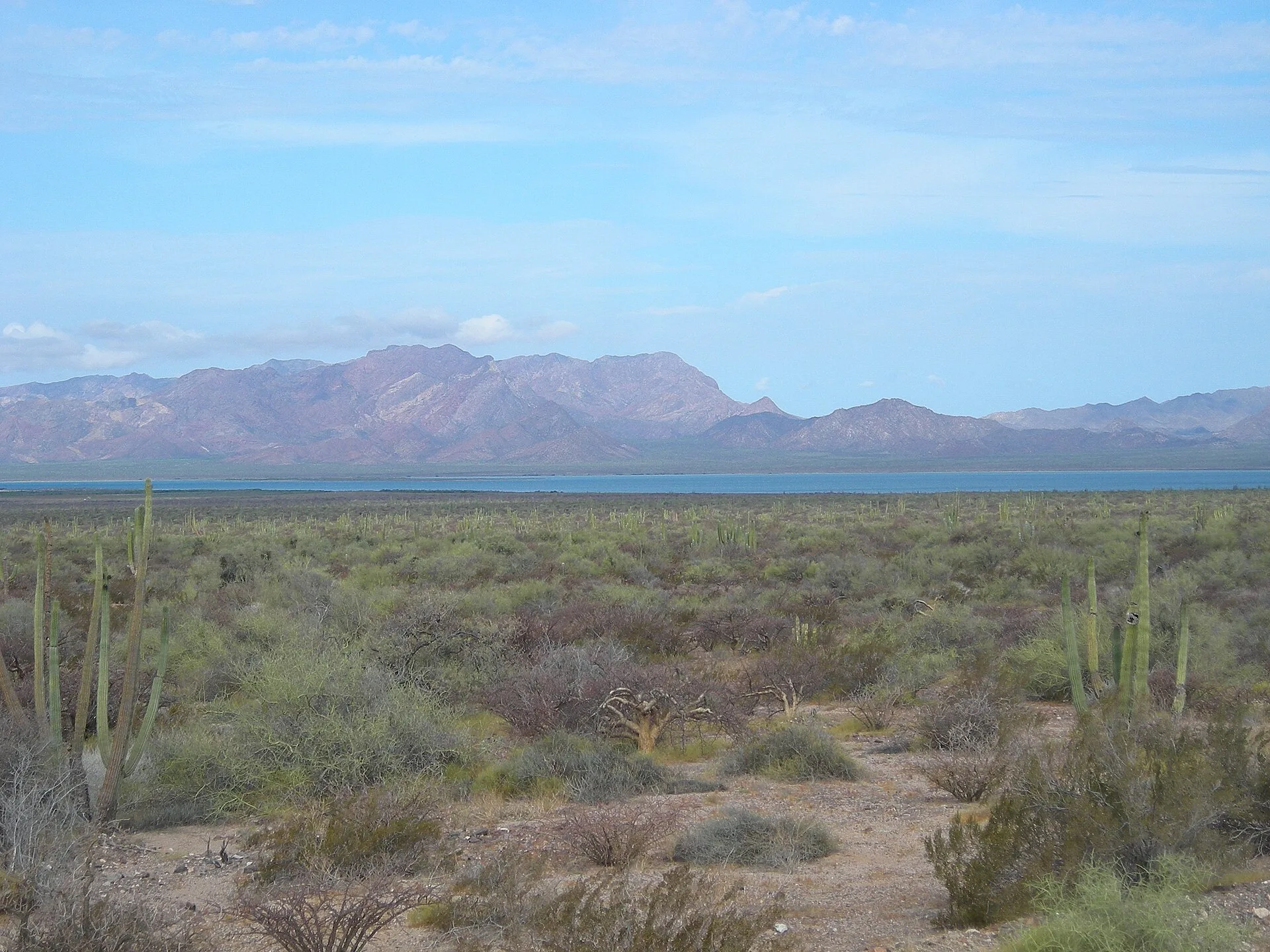 The purple-brown mountain ridge of Tiburón Island beyond a blue channel, with desert scrub and organ-pipe cacti on the near shore.