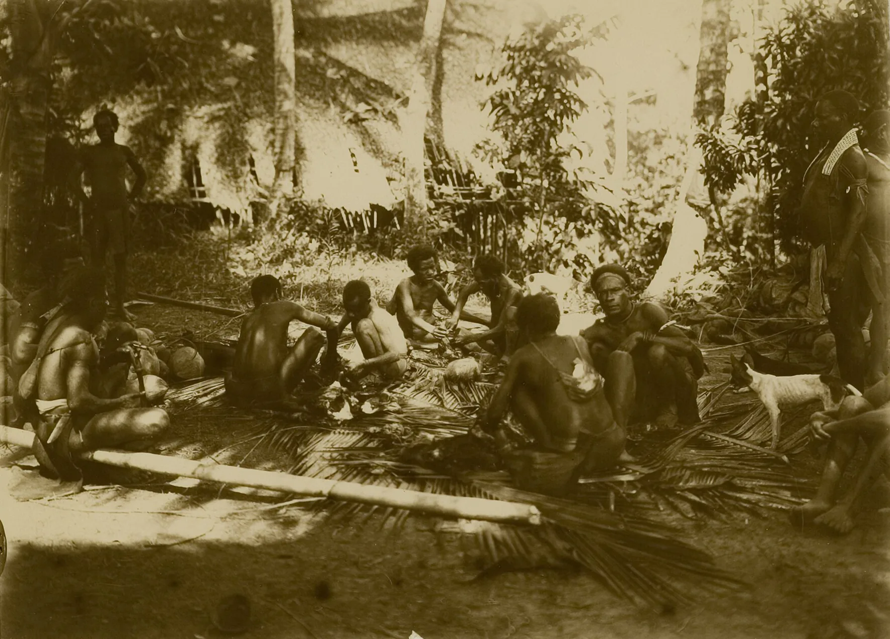 Nimboran men seated on palm fronds in a forest clearing, preparing for a feast, about 1910.