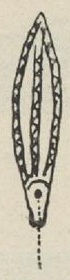 A narrow decorated leaf-shaped blade with a small circular end and a descending cord.