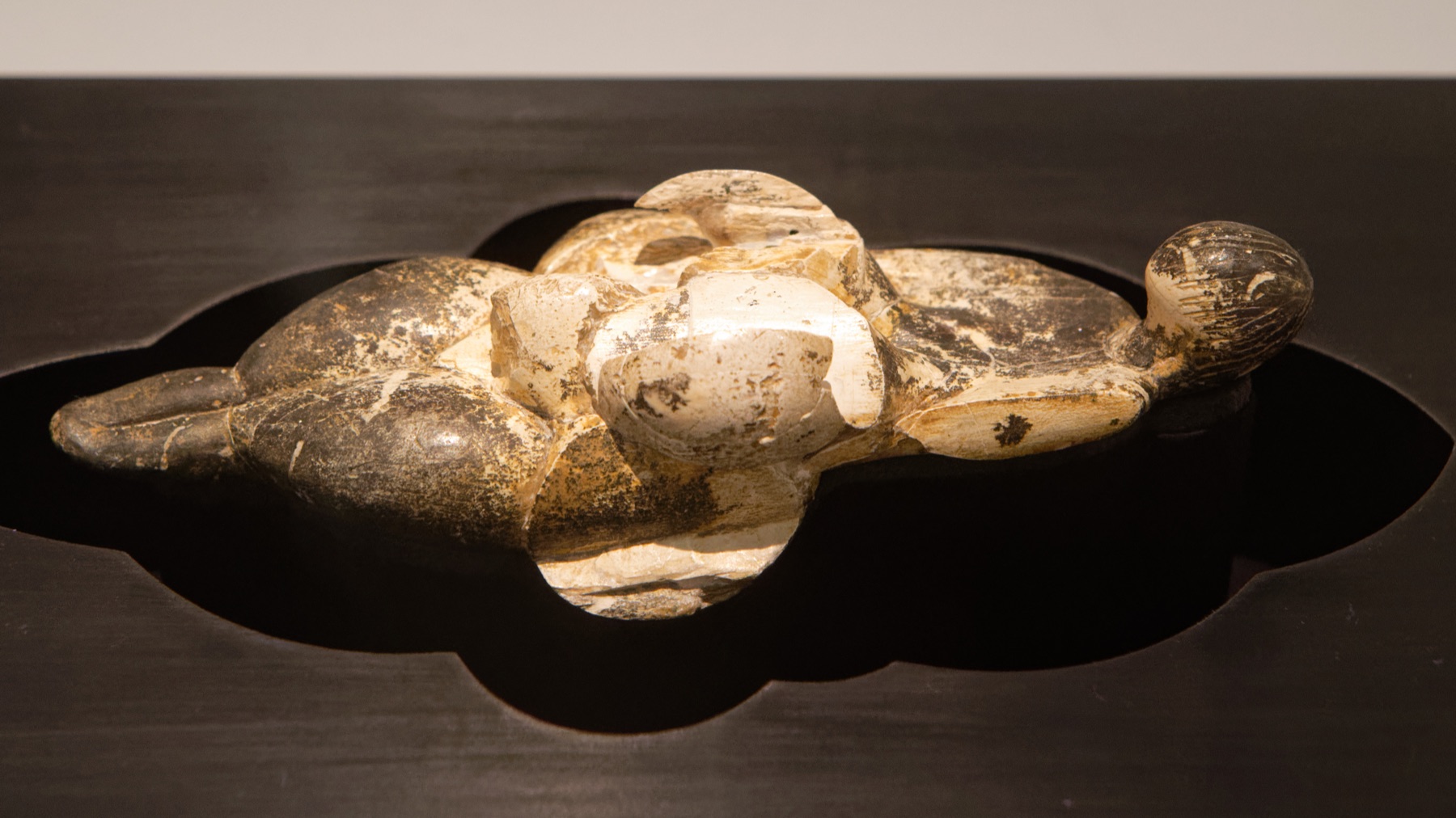 The curving ivory Venus of Lespugue shown horizontally in a dark museum mount.