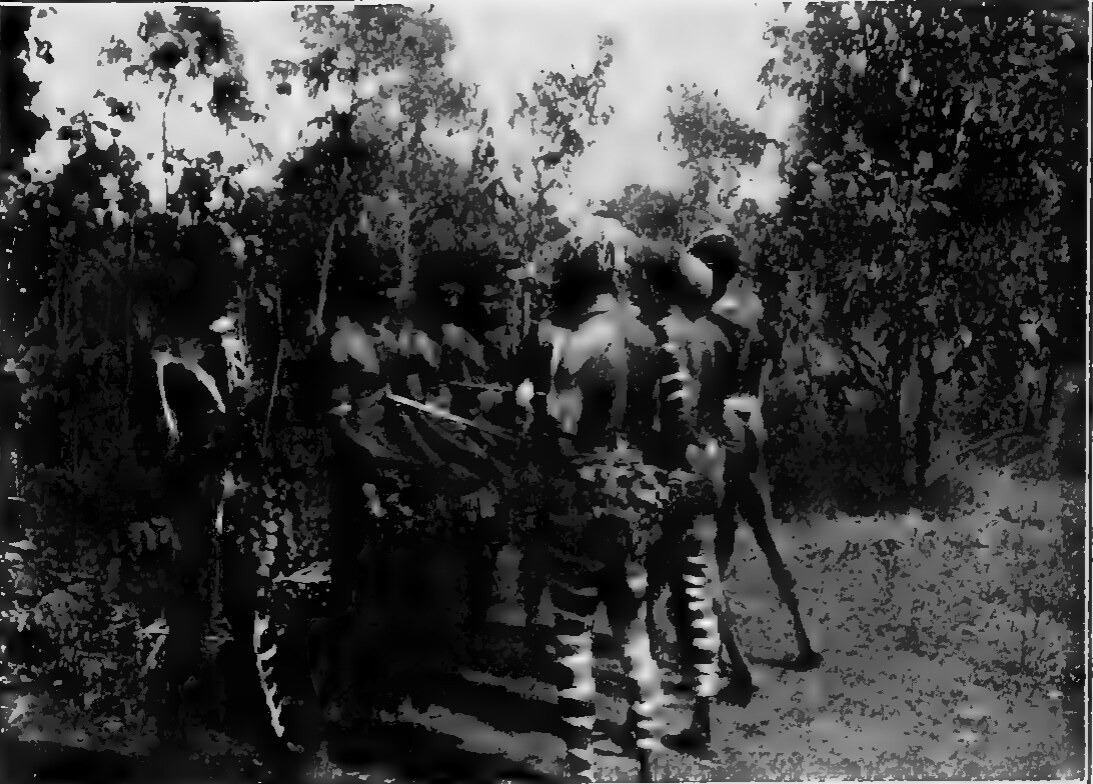Several novices sit in a row while elders display a bullroarer before them in an open ceremonial ground.