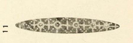 Hambly's plate of the Field Museum's Mount Margaret bull-roarer, catalogued 173154 — a wooden oval carved with a grid of crosses and dots.