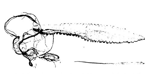 Line drawing of a narrow bullroarer blade with a notched edge, its tangled cord at the left.