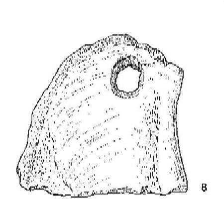 Brodar 1999 plate 6 no. 8: exact 1:1 drawing of the perforated Divje Babe I cave-bear coronoid fragment.