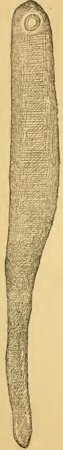 Engraved illustration of a long thin bone blade, broad at the top with a round drilled hole, narrowing and curving slightly to a rounded tip at the bottom.