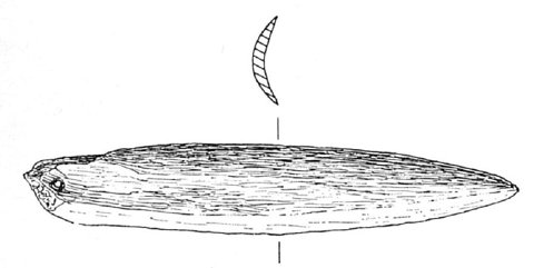 A drawing of a long, gently curved blade of reindeer bone with a hole at one end.