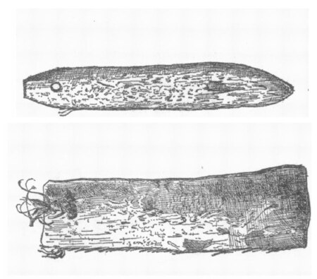 Ford's figure of two of the three excavated baleen blades, each pierced at one end for its baleen string.