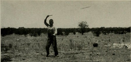 A Tohono O’odham boy at Santa Rosa raises one arm overhead to demonstrate swinging a bullroarer in a scrub-covered landscape, photographed in 1910.