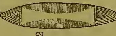 Haddon's figure of the Mabuiag bigu, 16 inches of turtle-magic blade.