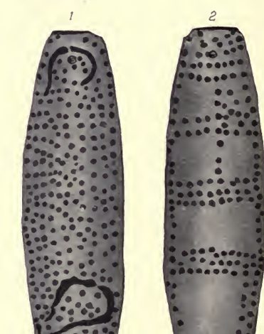 Narrang-ga (Narungga) bull-roarer, both sides — Howitt (1904, Fig. 40), Yorke Peninsula, South Australia.