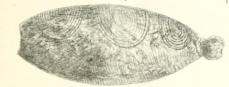 Kříž's 1896 drawing of the ivory pendant, 9.5 cm long: three nests of concentric arcs and a knob for the thong.