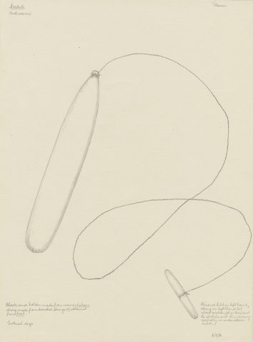 Pencil drawing of a long rounded bullroarer blade on a looping cord tied to a short handle, with handwritten notes.