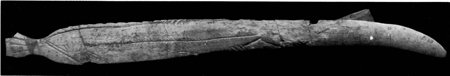 Black-and-white photograph of a long, slightly curved bone blade on a black ground, its surface engraved with the outline of a fish, narrowing at the left end to a small tail-shaped tip.