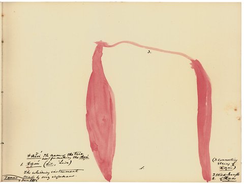 Red watercolour of a bullroarer blade joined by a string to a stick handle, with handwritten labels.