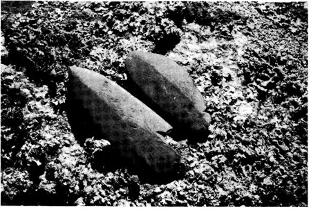 Photo H. Bjerck: the Tuv find at Saltstraumen still lying in the ground, a shale spearhead to the left and the probable bull-roarer, 6.4 cm...