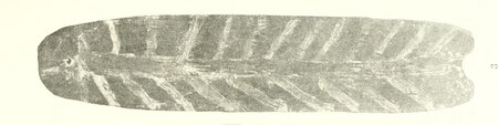 Butcher's Hill jinna-juronggor E.13712: white herringbone, a nick at the free end, bark-fibre string.