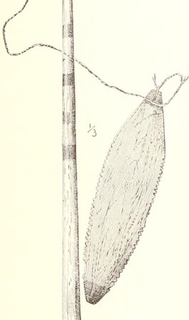 Murdoch’s 1892 engraving of a Point Barrow saw-edged whizzing stick.