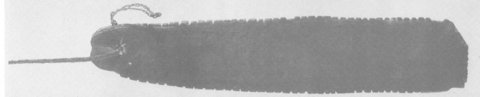 Bowers Cave notched wooden bullroarer with surviving braided cord, Heizer 1960, pl. 1c.