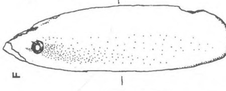 Item F from Hayden's illustrated inventory of Keatley Creek prestige artifacts: a smoothed, elongated bone object, rounded at both ends, with a...