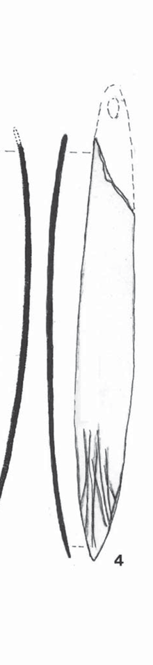 Line drawing of the plain Isturitz bone bramadera fragment from level II, presented by Barandiaran as Fig. 1.4 after his Musee Basque review.