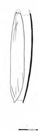 A spare line drawing after Breuil, showing the Grotte des Eyzies bramadera in outline and in profile: a broken, leaf-shaped bone plate with a...