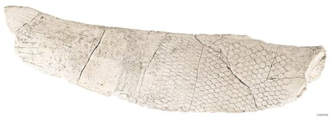 Ivory plaque netted with hexagons and a zigzag band, Eliseevichi 1, plate VIII no. 1.