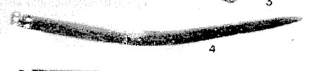 The 42 cm blade Sayles labeled 'Bull-roarer (?)', from the infant burial — Plate 14 no. 4.