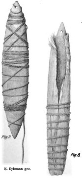 Two Warumungu bullroarers drawn by Eylmann; one remains inside its bast-fibre case.