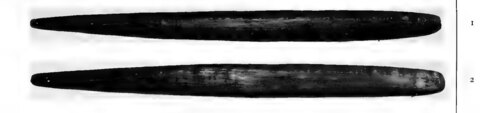 Nullakun kunapippi pair, Spencer 1914, Plate II figs. 1–2.