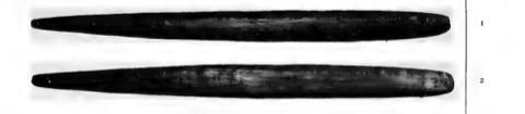 Nullakun kunapippi pair, Spencer 1914, Plate II figs. 1–2.