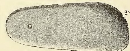 Donja Dolina perforated stone blade, published as a whetstone and later read as a possible bullroarer.