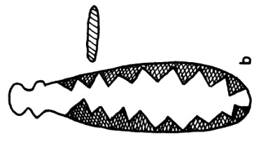 Drawing of a bone blade with a knob at left and hatched triangles along both edges, leaving a pale central zigzag; its cross-section appears above.