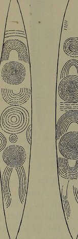 Spencer & Gillen Fig. 91: a Kaitish (Kaytetye) wooden churinga / bull-roarer ('murtu-murtu') of the grass-seed totem.