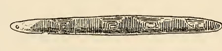 The Kookynie-district bull-roarer itself: 22 inches, longitudinally concave, its face grooved with nested squares like the spear-throwers of...