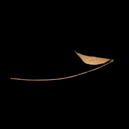 The Lobaye monkey lure: a folded leaf lashed to its slender whirling stem (MQB 71.1995.23.4).
