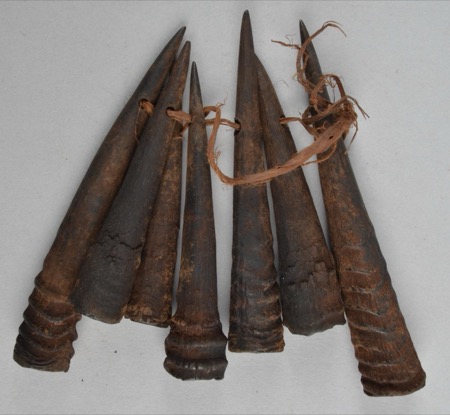 A set of tapering, ridge-based horn points strung on a fiber strip through holes drilled near their tips, their wide bases fanning loose — a...