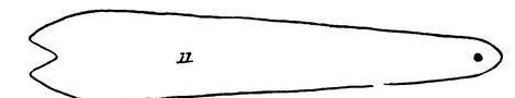 Plate 9, fig. 11: the mooroonga bull-roarer of the tribes on the Shoalhaven River and south-east coast of NSW (note the triangular notch), used...