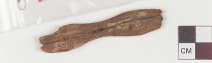 The Site D fragment, accession 17/9591 inked across the waisted blade end; two more fragments share the tray (Clavering Island, 1930).