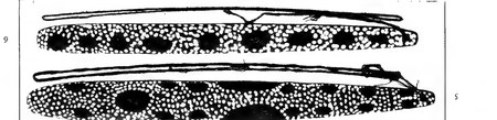 Spencer's plate of the Mungarai kunapippi: two large bull-roarers stippled with dark spots and still bound to their cords — messengers are said...