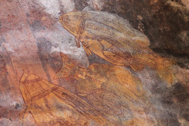 Rock painting in red and yellow ochre of two barramundi fish, each showing its backbone, ribs, and internal organs painted inside the body outline.