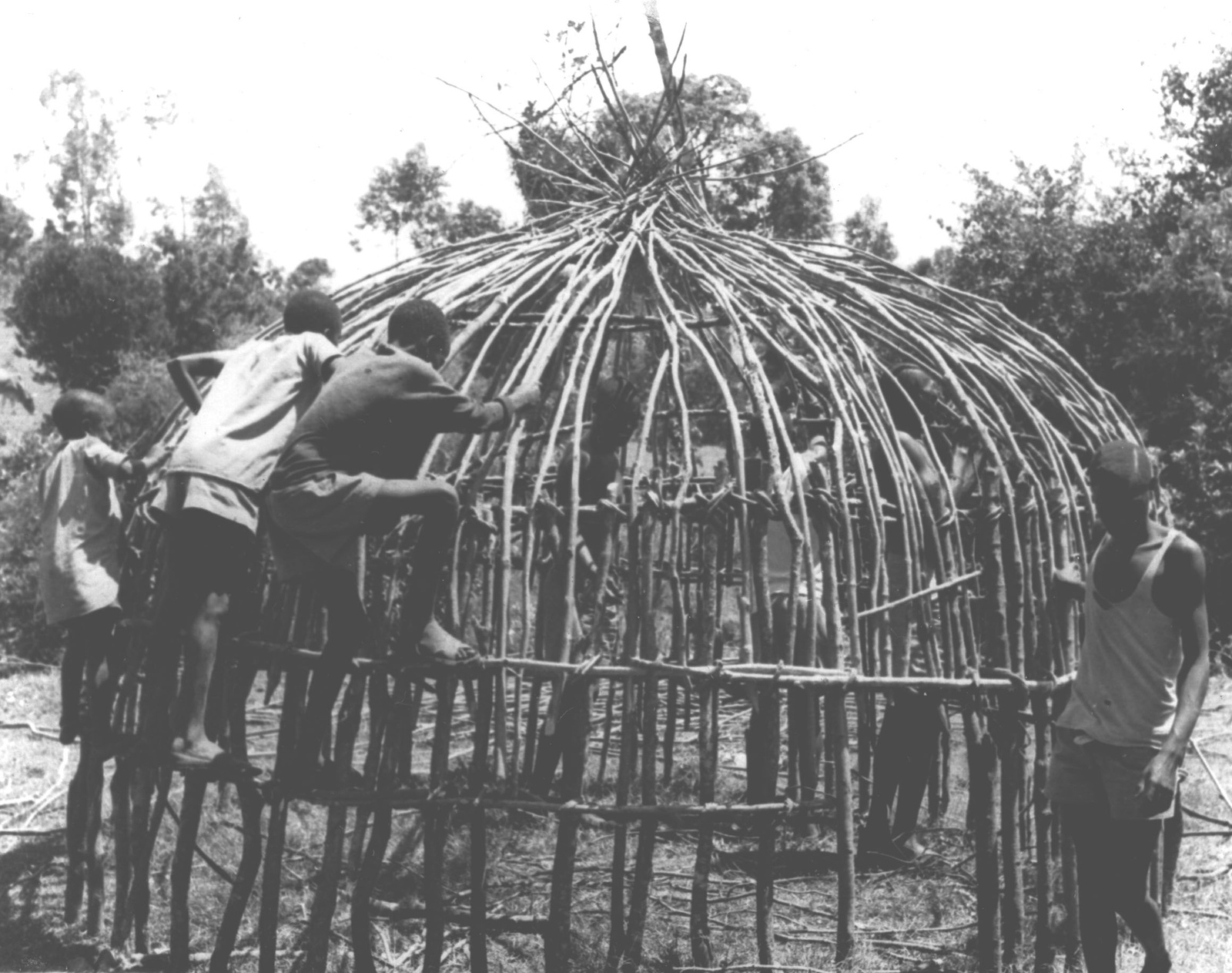 Kipsigis men and boys lash flexible branches into the domed frame of a menjo initiation hut.