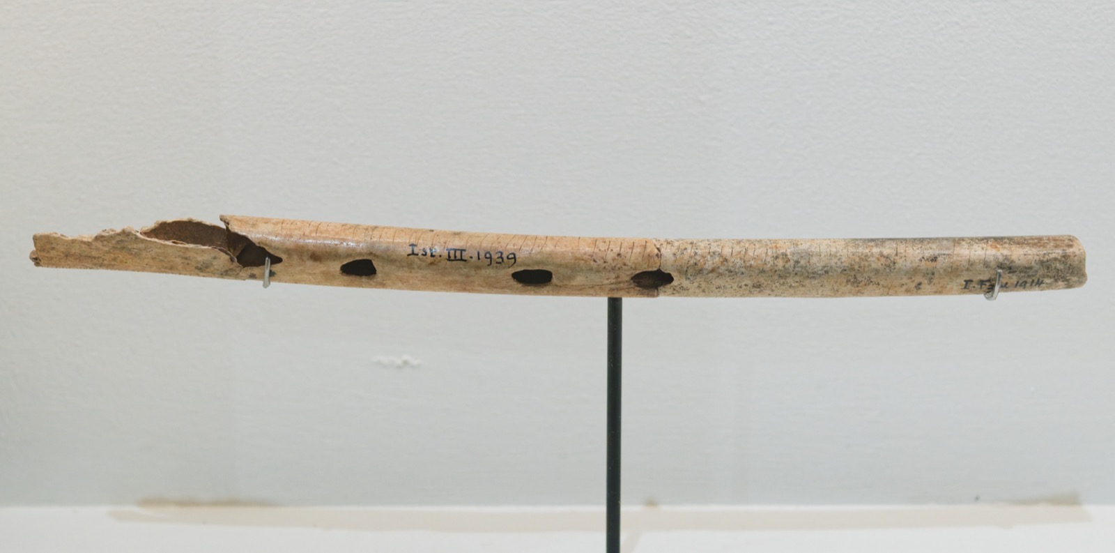 Two Upper Paleolithic bone pipes from Isturitz cave, laid side by side in a museum case